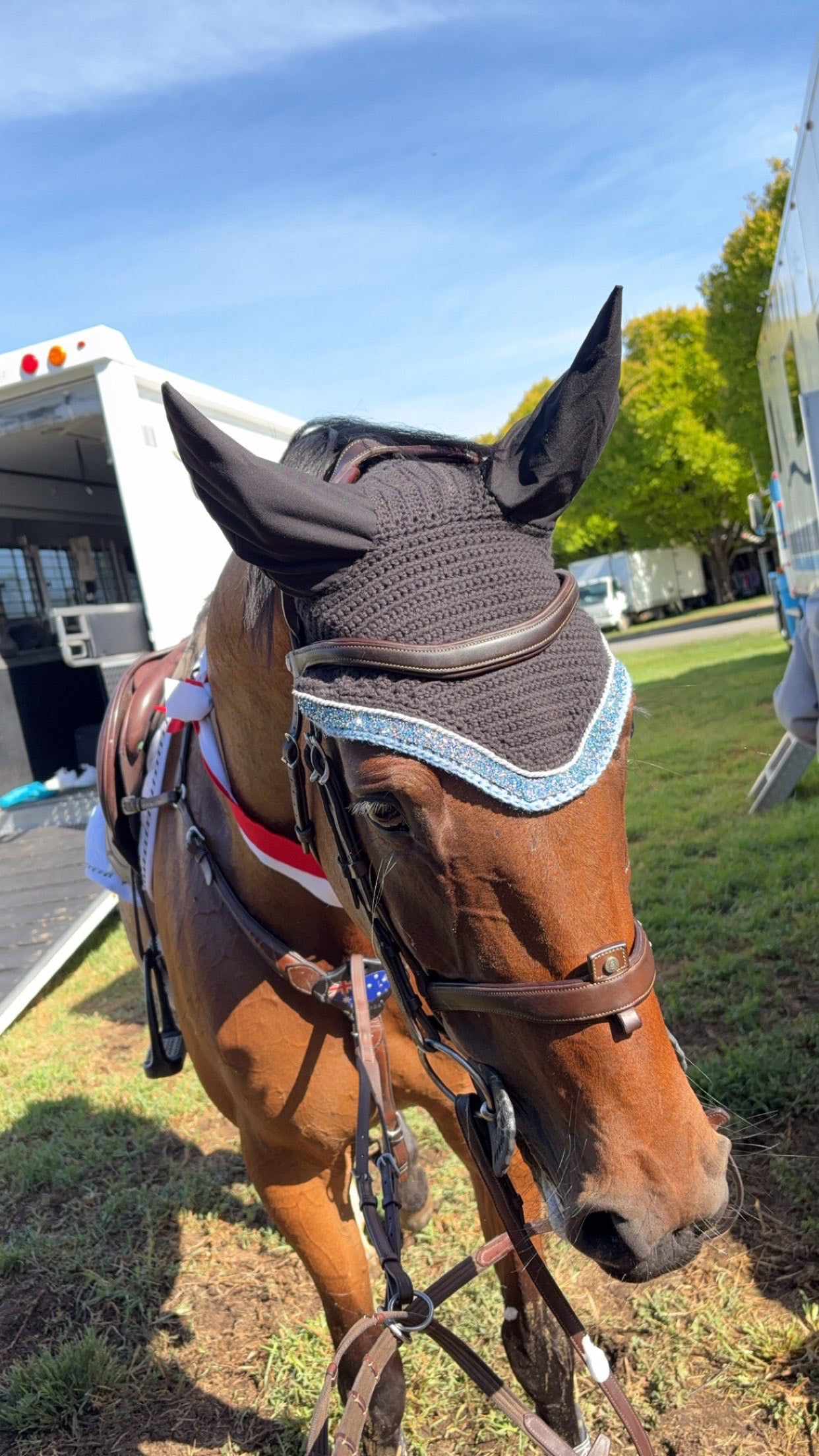 Lucky blue, Black bonnet